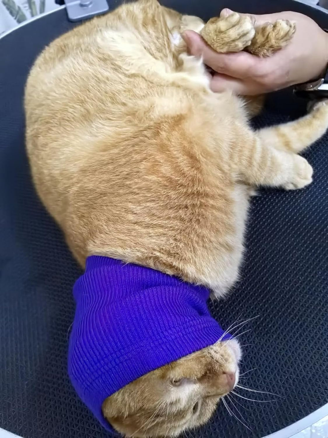 2 Pack Cat Ear Cover for Scratching Recovery Grey+Purple