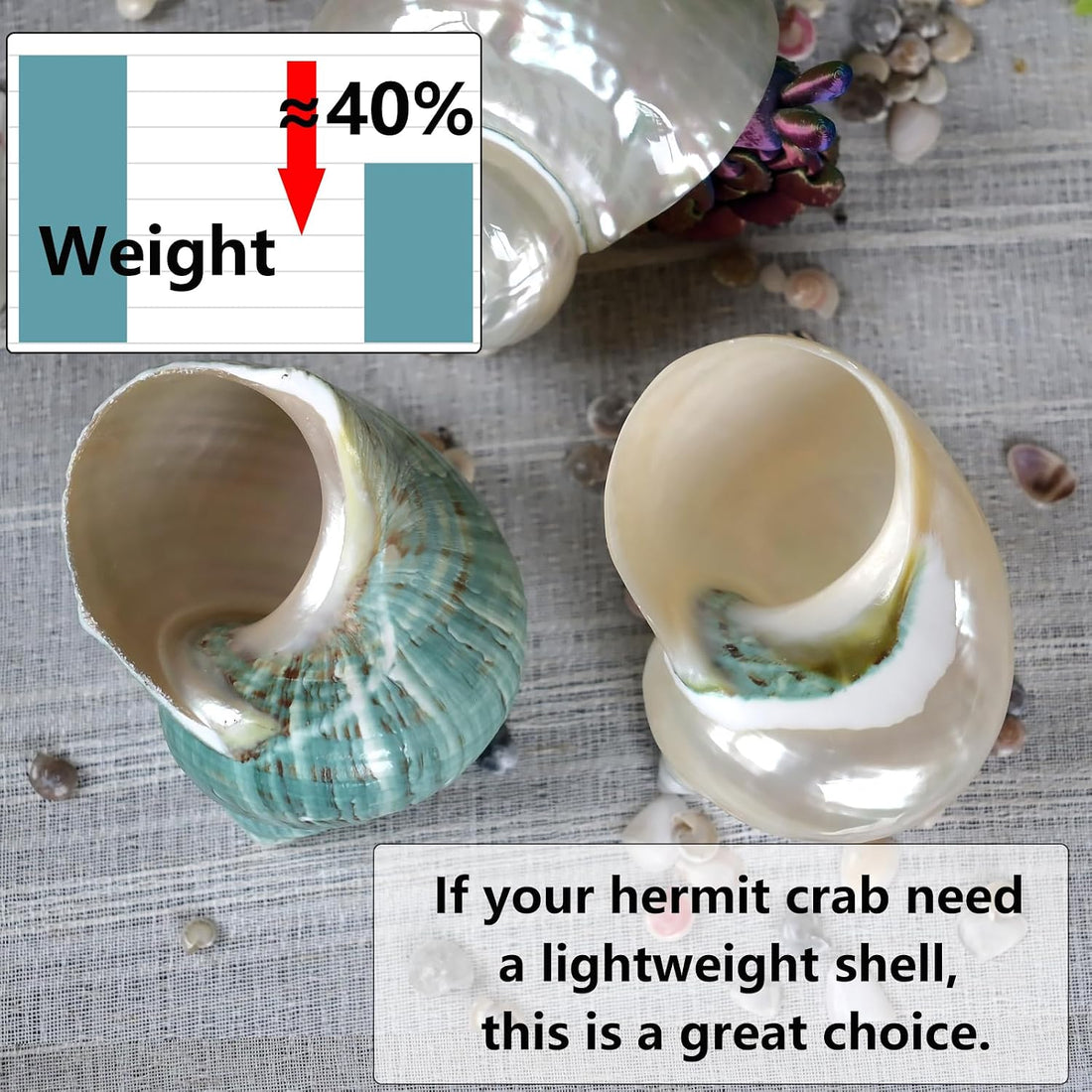 2pcs Large Hermit Crab Shells, Natural Big Turbo Seashells, White XXL
