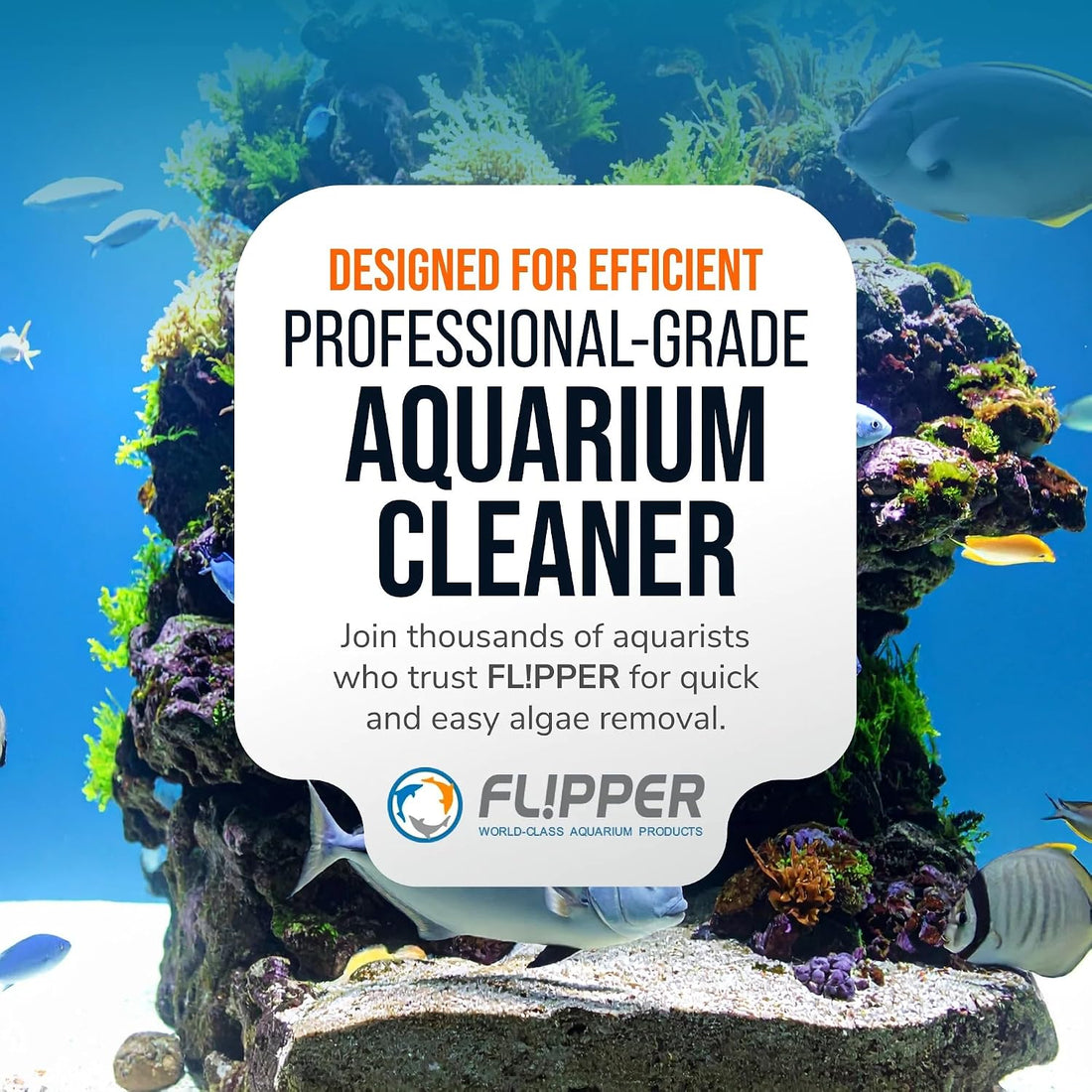 Flipper Standard Algae Scraper Replacement Blades, Stainless Steel