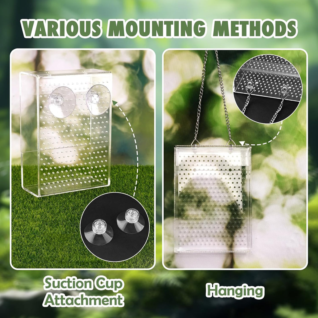 Chameleon Feeder Box with Suction Cups