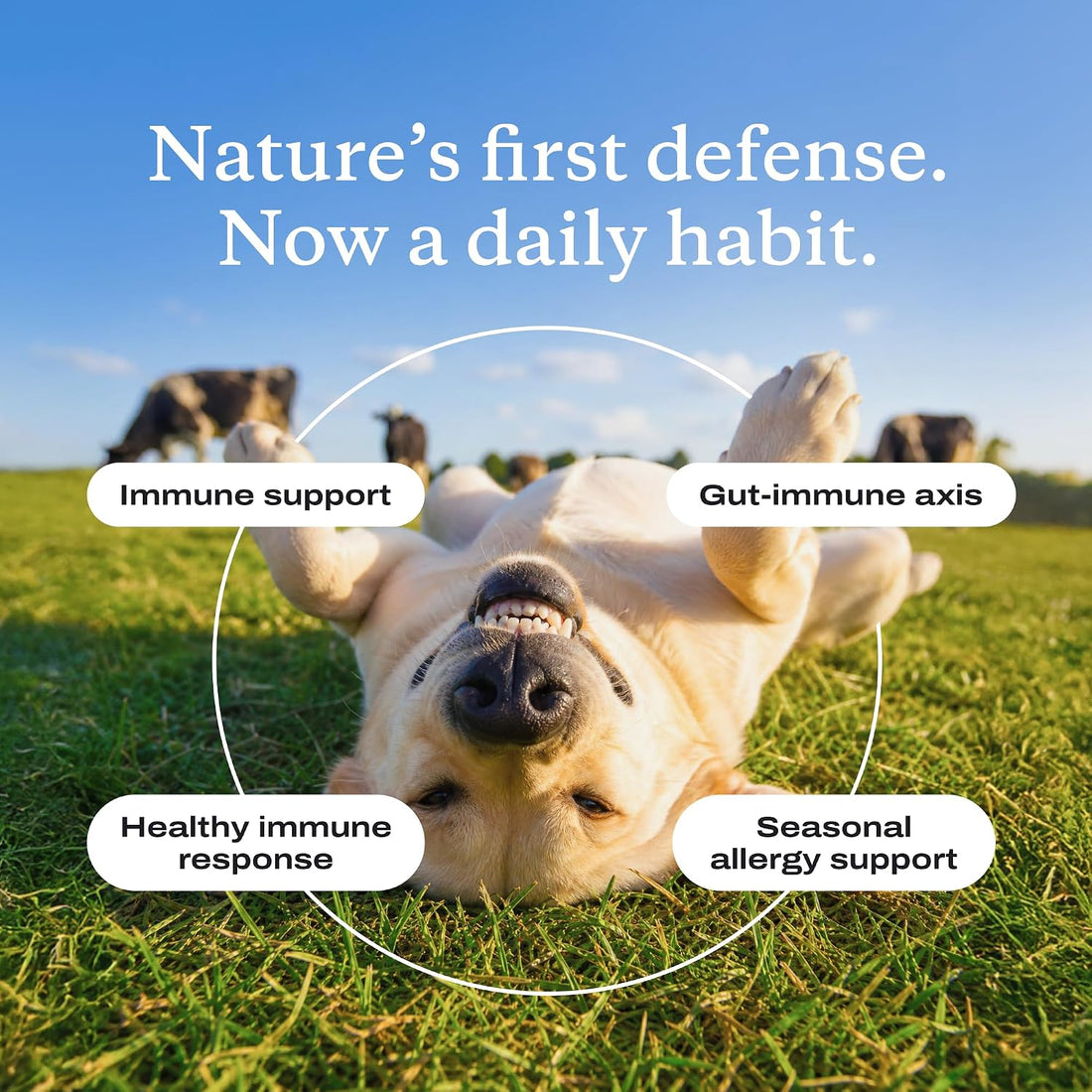 PetLab Co. ImmunoBlend Bovine Colostrum Powder for Dogs