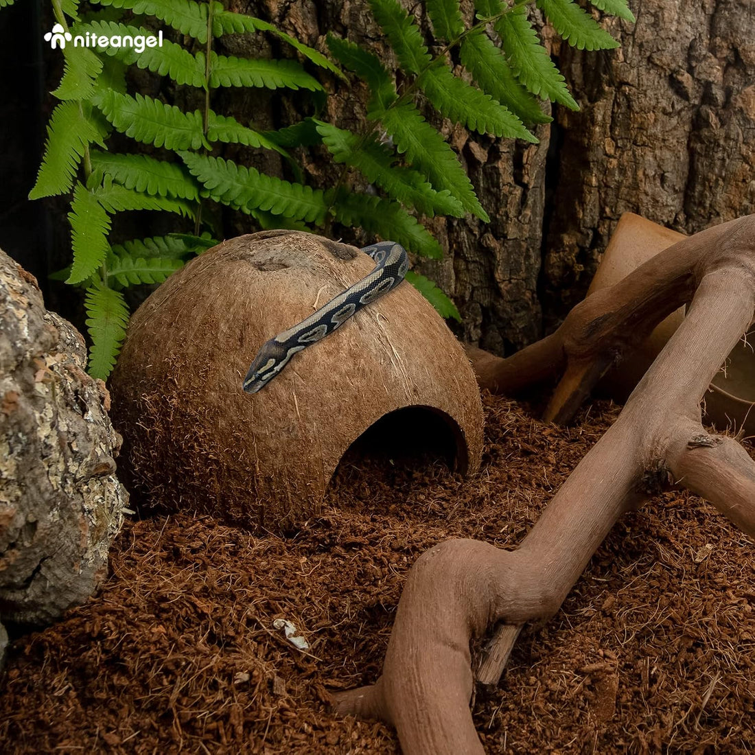 2 Pack Natural Coconut Reptile Hideouts, Lizard