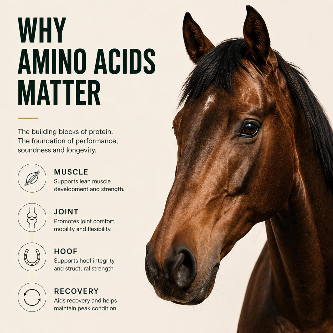 Horse Joint Supplement Powder – MSM, Glucosamine & 8 Amino Acids