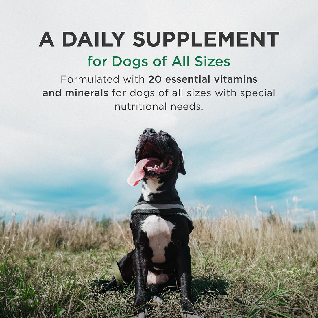 Pet-Tabs Plus Multivitamin for Active & Senior Dogs, 60 Chewables