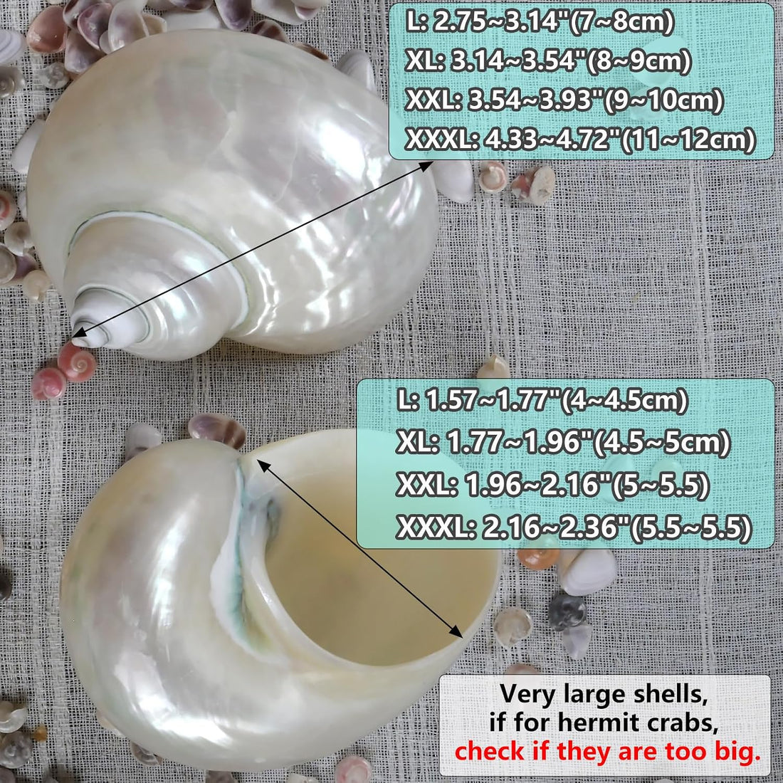 2pcs Large Hermit Crab Shells, Natural Big Turbo Seashells, White XXL