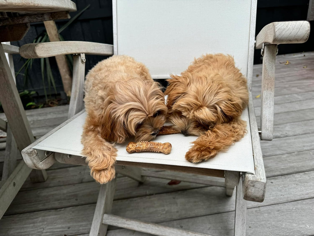 Nylabone Nubz Natural Dog Chew Treats for Small Dogs