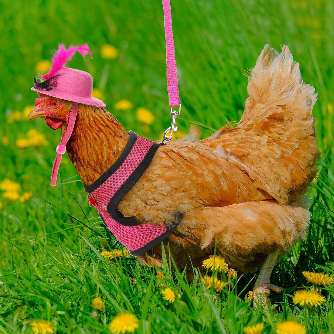 Zhanmai 9 Pcs Chicken Harness and Leash for Hens, Chicken Accessories