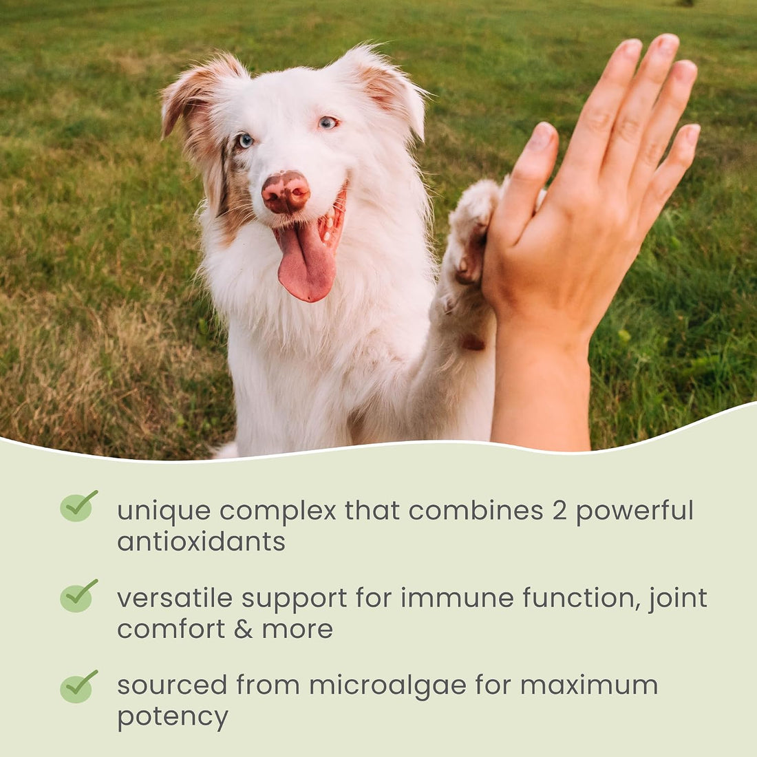 Dr. Mercola SpiruGreen for Cats & Dogs - Antioxidant Support