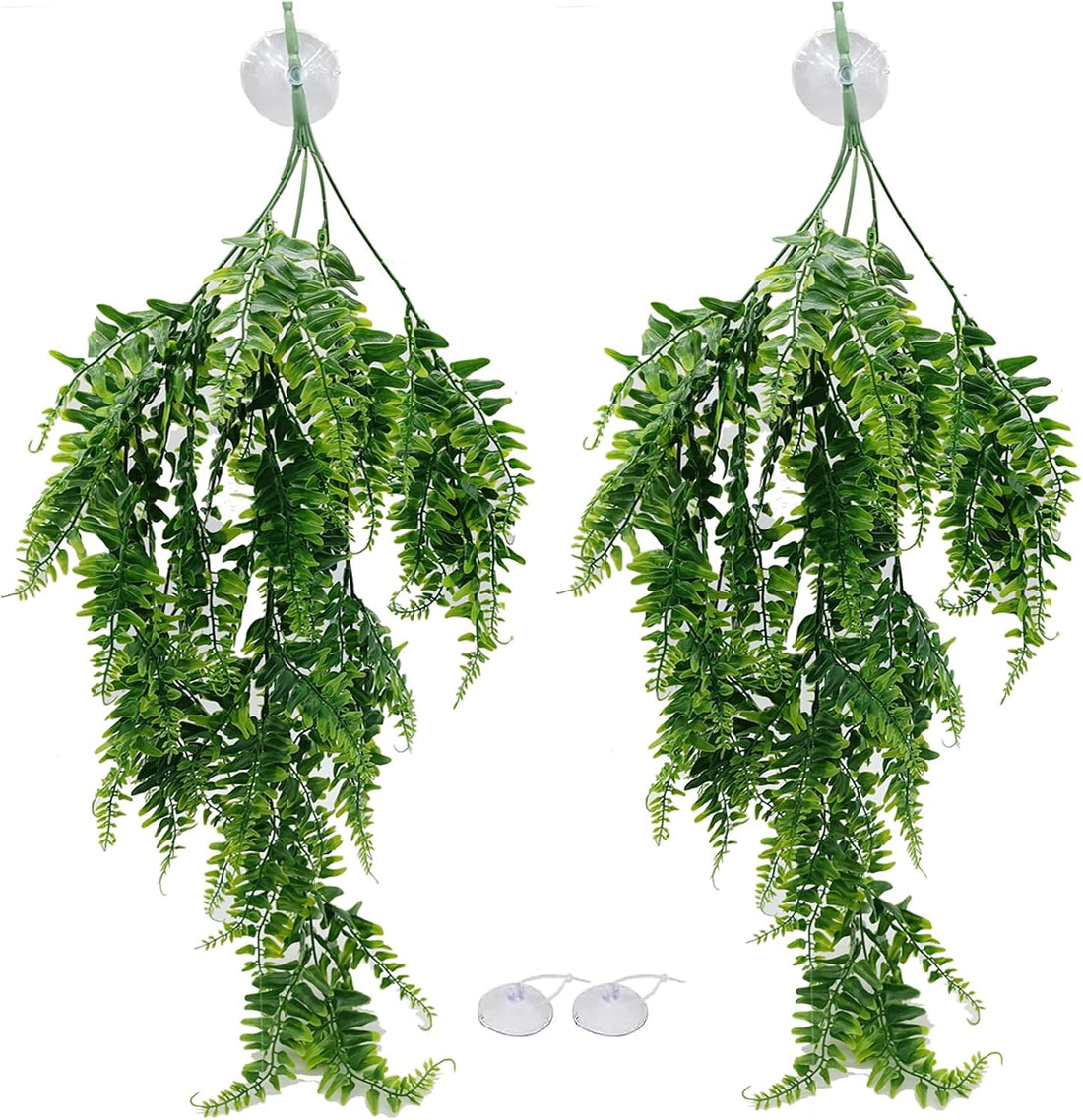 Reptile Plants for Bearded Dragon Tank Accessories