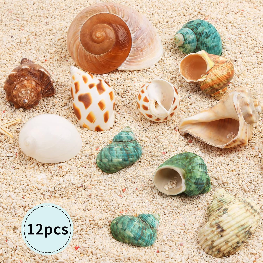 12PCS Hermit Crab Shells Medium and Large Growth Turbo Seashells