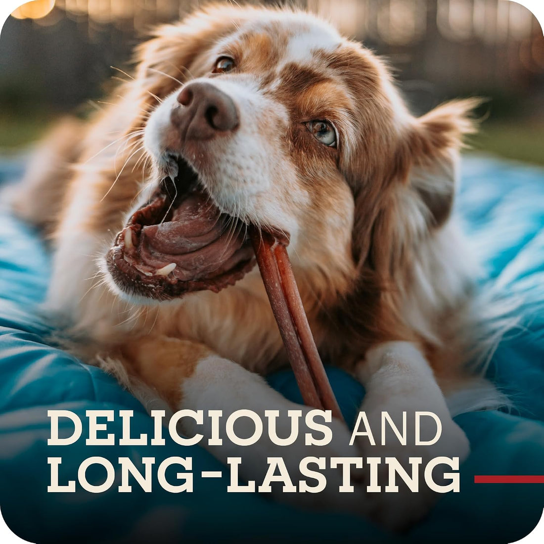Redbarn 12" Braided Bully Sticks 100% Natural, Long Lasting, 5 Count