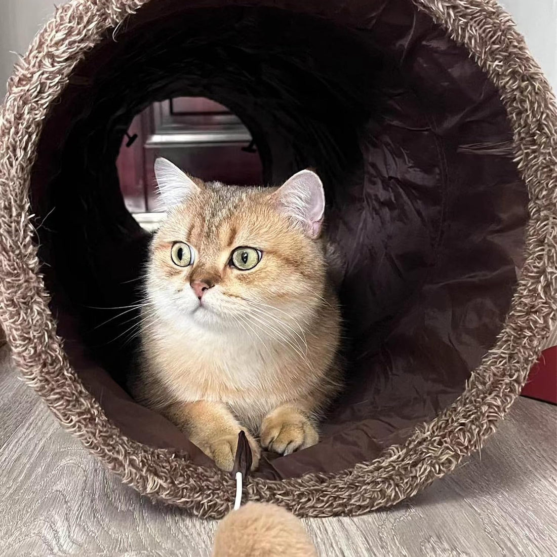 ZENFUN 51"x 12" Collasiple Cat Play Tunnel, Cats Tubes and Tunnels