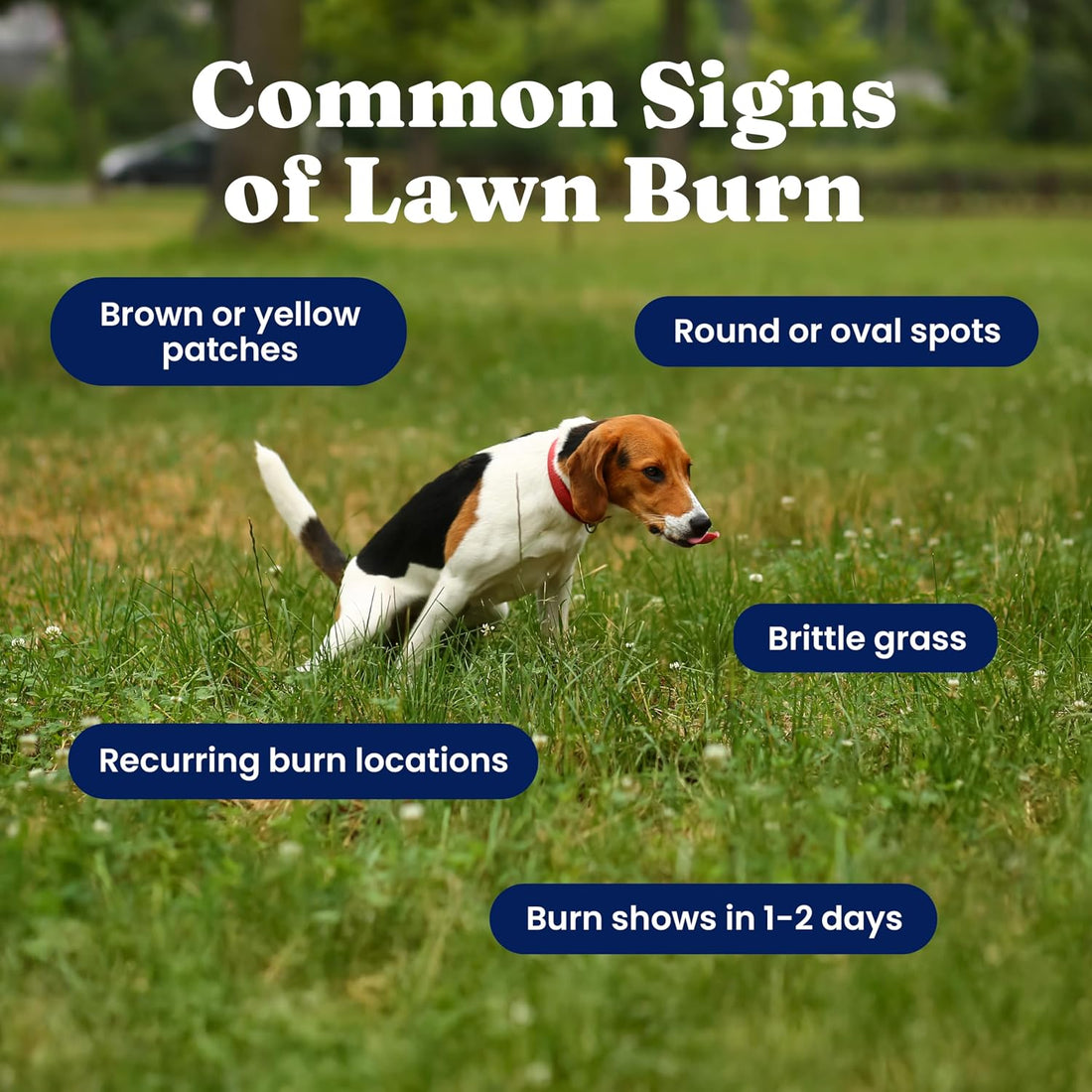 Solid Gold Dog Grass Burn Repair Chews, Urine Neutralizer for Lawn