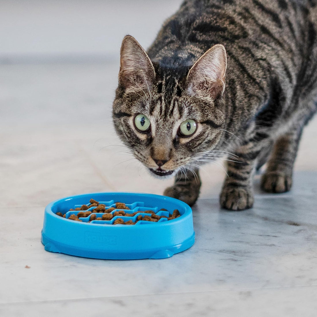 Catstages Kitty Slow Feeder Bowl for Cats & Kittens, 3/4 Cup, Blue, 5"