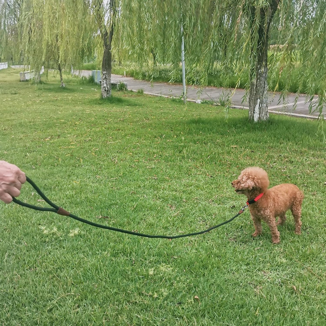 WYuZe 5ft Puppy Leash for Small Dogs