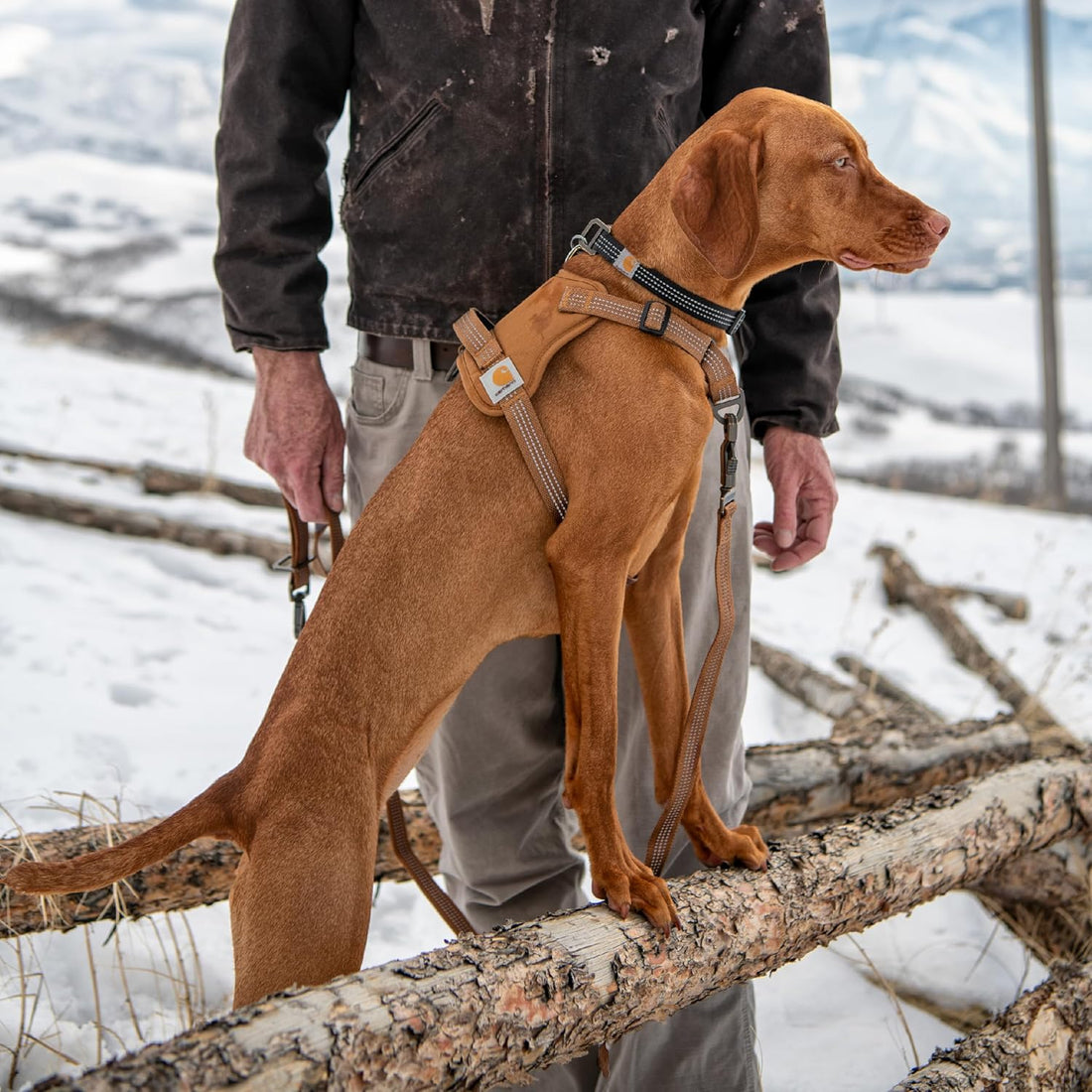 Carhartt Nylon Duck No Pull Dog Harness