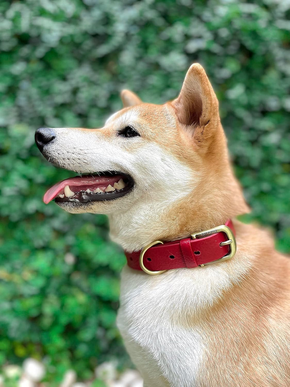 Tuff Pupper Heavy Duty Waterproof Dog Collar for Small