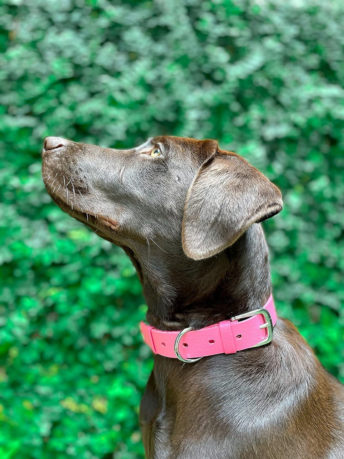 Tuff Pupper Classic Heavy Duty Dog Collar | 10x Stronger Than Leather