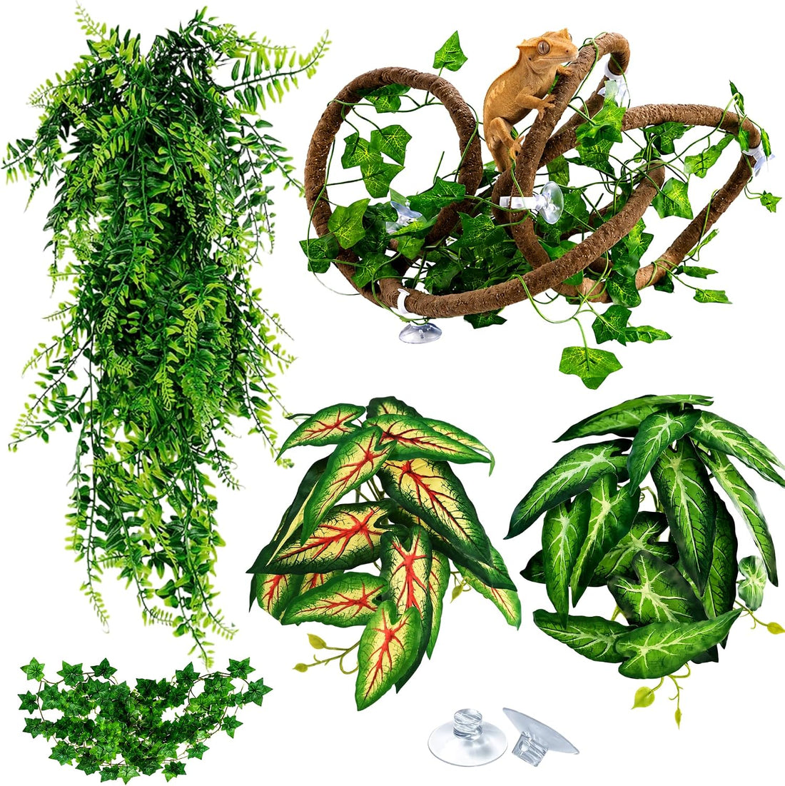 Reptile Plants for Terrarium Tank