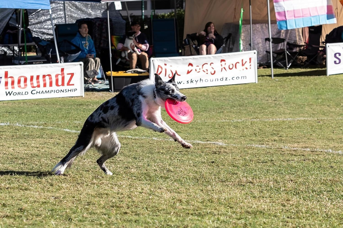 Hyperflite K-10 Jawz Puncture Resistant Dog Flying Disc, Medium-Large