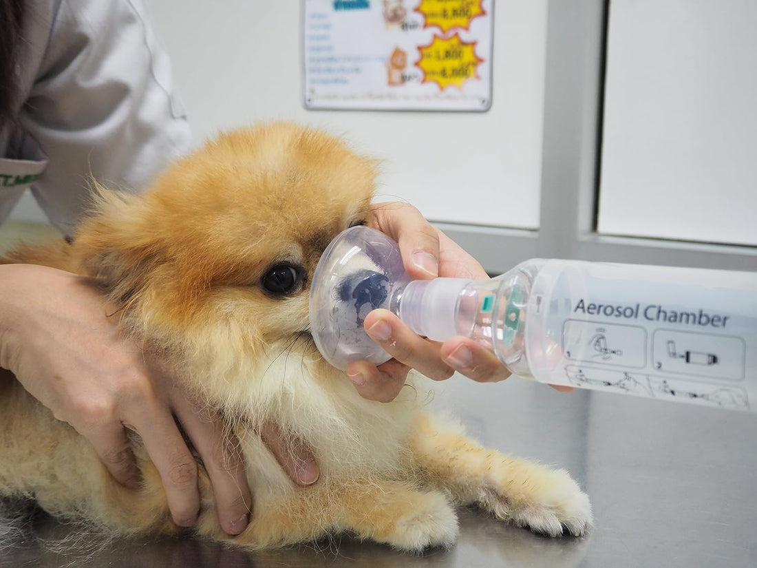 Dog Aerosol Chamber – Canine Inhaler Spacer for Dogs