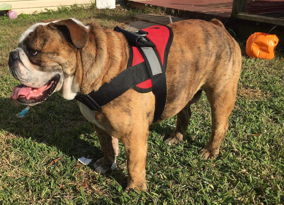 HDP Big Dog Soft No Pull Harness Size:Large Color:Black