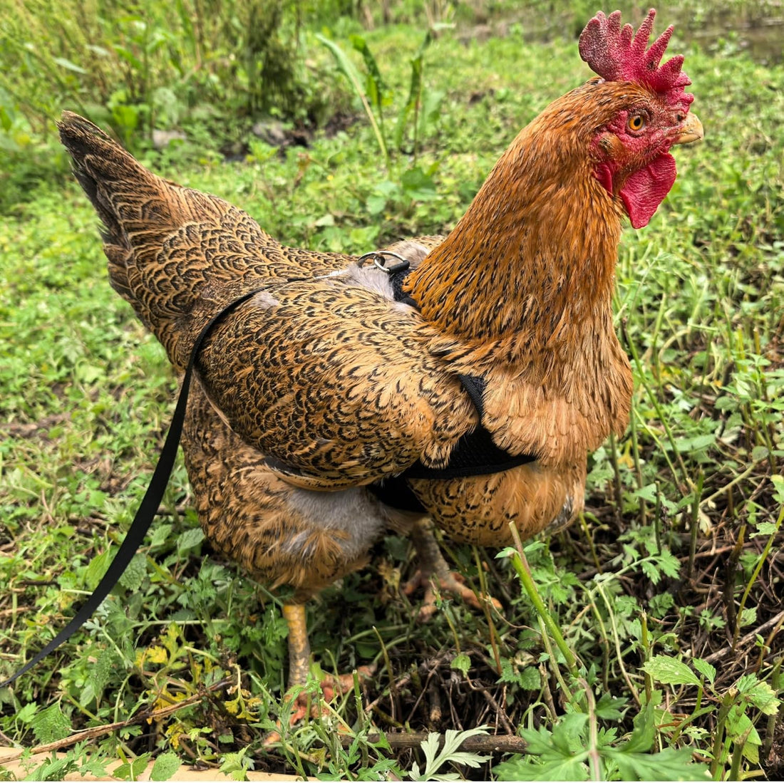 Adjustable Chicken Harness and Leash Set