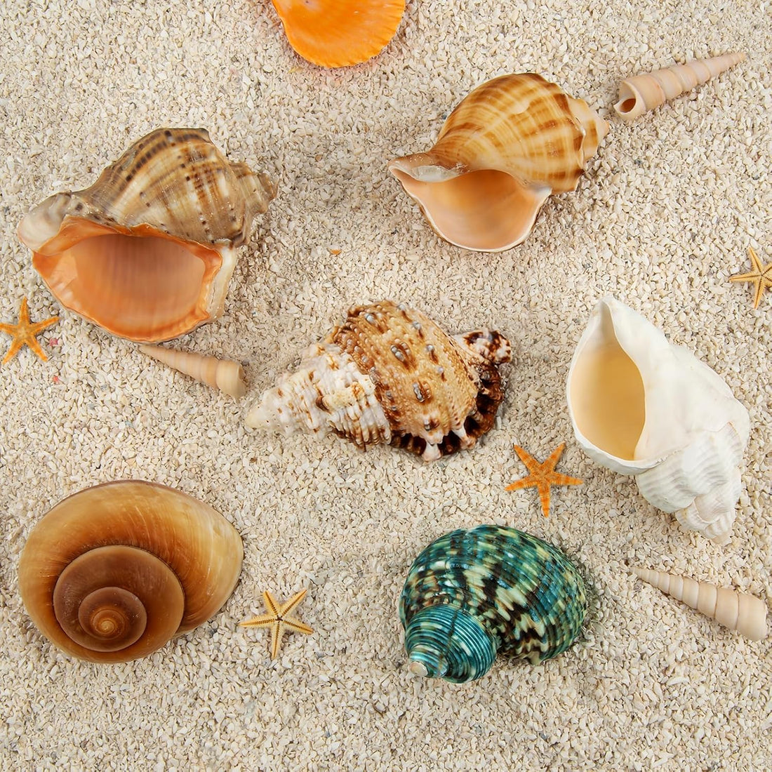 6PCS Hermit Crab Shells Medium to Large 2.3"-3.5" Shells