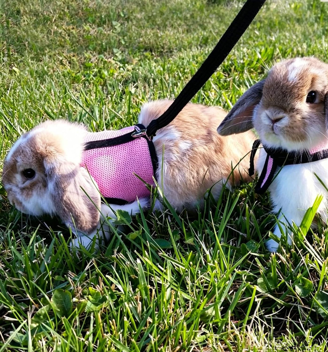 Bunny Harness and Leash Escape Proof Soft Mesh Rabbit Leash