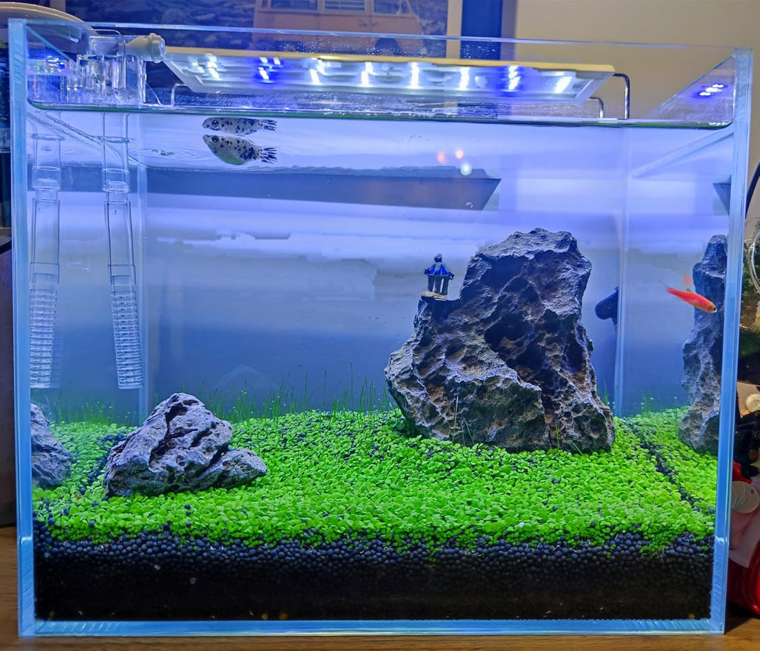3 Bags Aquarium Plant S.e.e.d set, not aritifical plastic