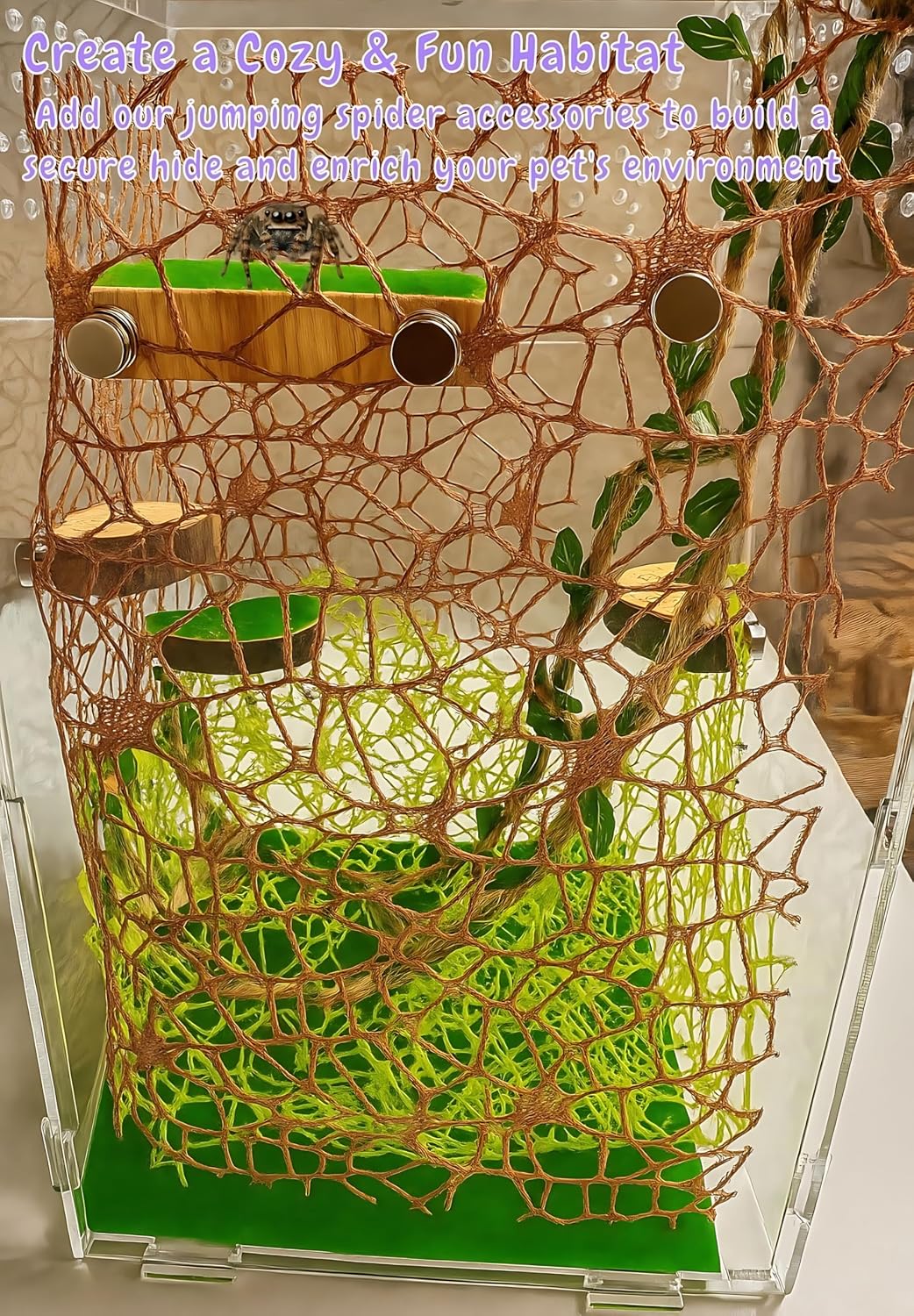 Jumping Spider Enclosure Accessories - 2 Wood Ledges & 4 Climbing Webs