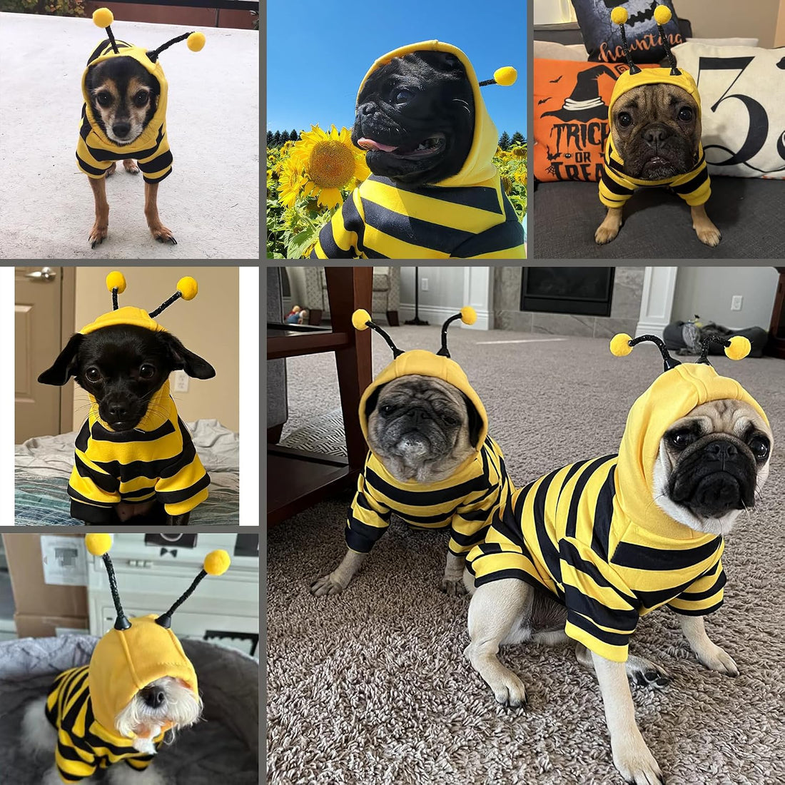 Dog Bee Costume Outfit Bumblebee Hoodie for Small Medium Pet Cat
