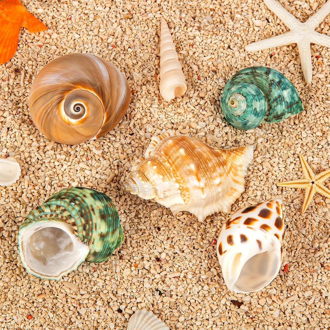 5PCS Hermit Crab Shells | Natural Sea Conch Size 2.1" - 2.8"