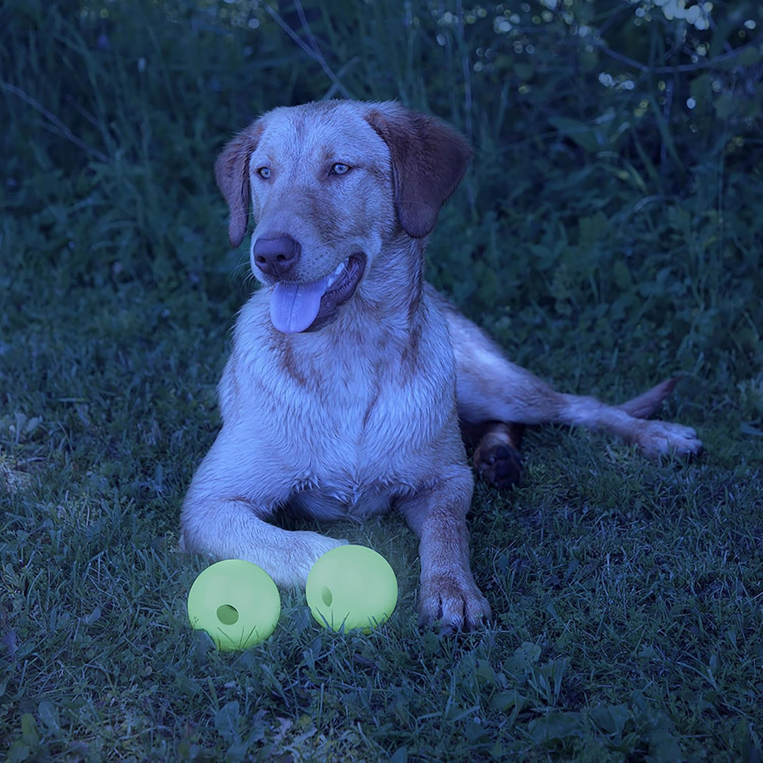Chew King by Mammoth Set of 2 Glowing Fetch Ball