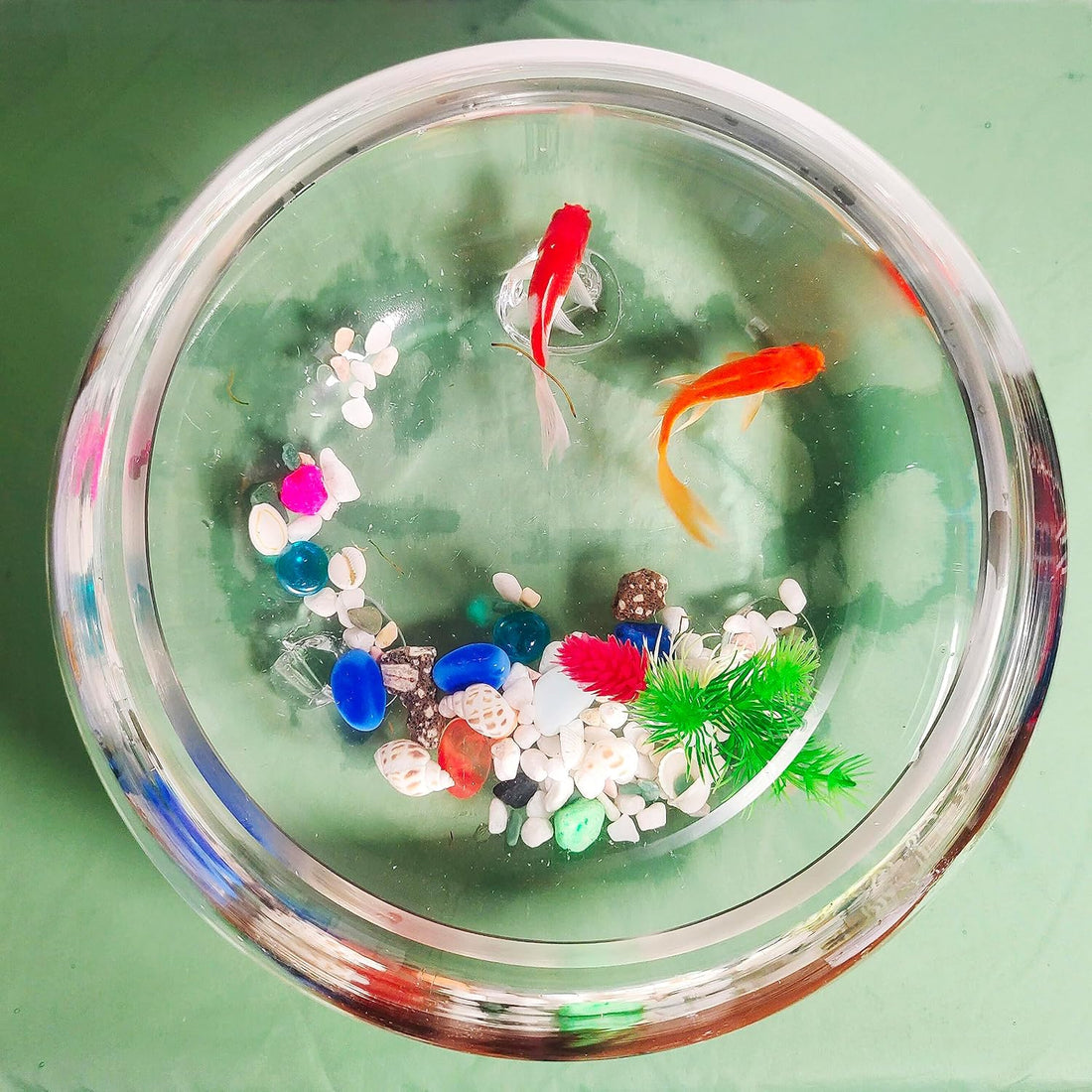 2 Gallon Glass Fish Tank,Sturdy Nicely Betta Fish Bowl,Small