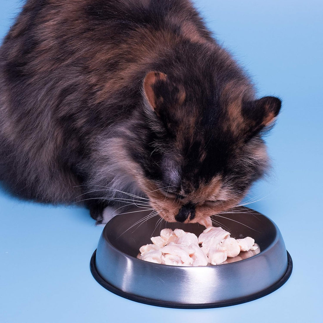Dr. Catsby's Food Bowl for Whisker Relief