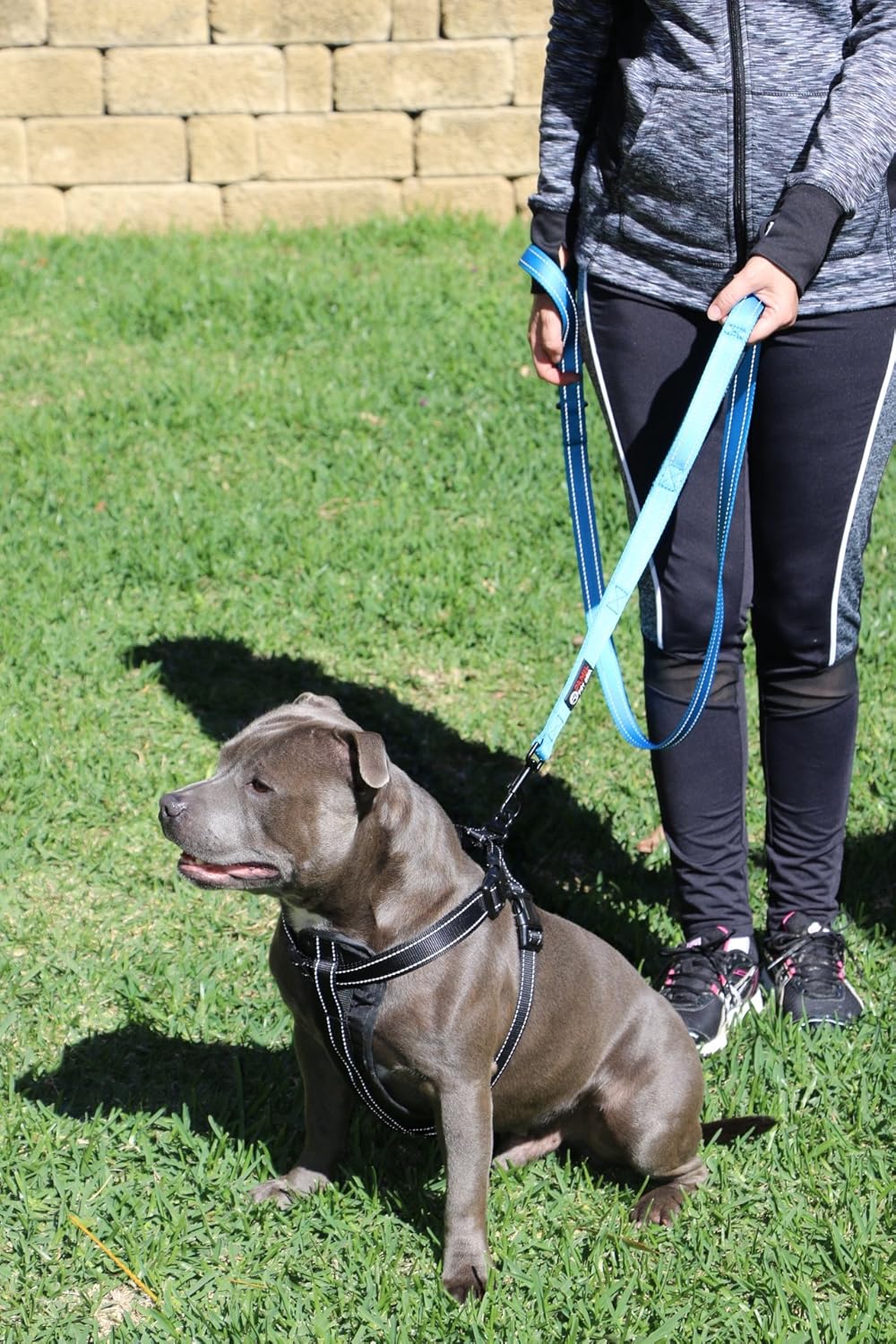 Primal Pet Gear Dog Leash 8ft Long - Blue - Traffic Padded Two Handle