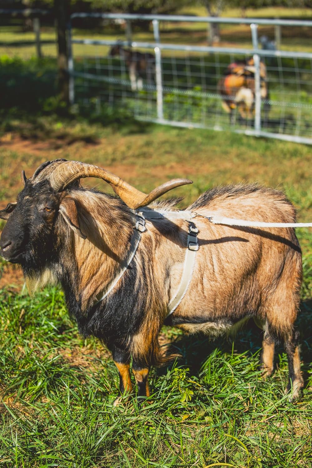 Asatre Goat Harness - Adjustable Livestock Harness – X-Large