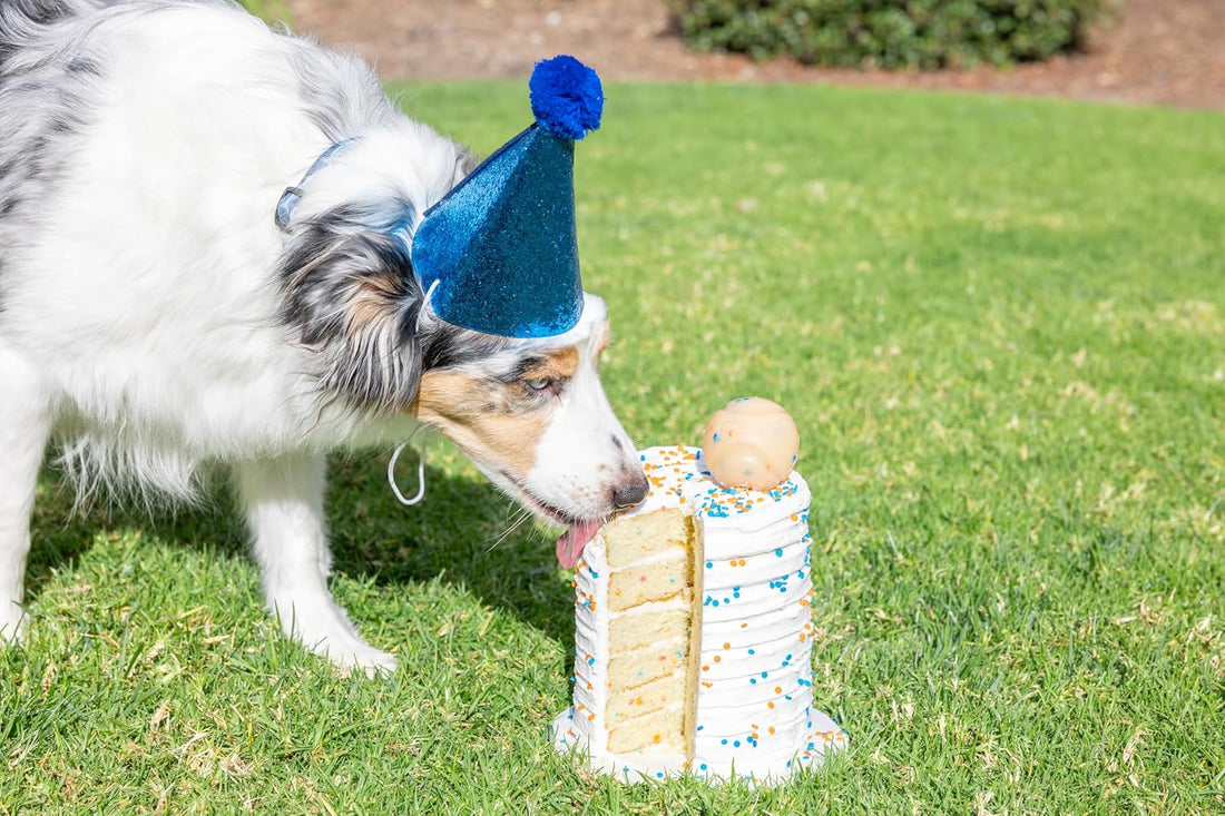 Chuckit! Birthday Fetch Ball, Medium 2.5in, for Dogs 20-60lbs