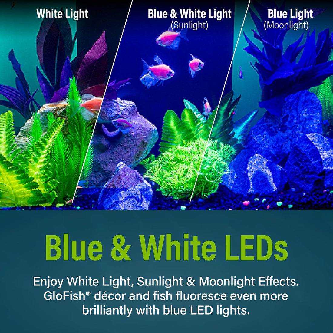 GloFish 20 Gallon Premium Fish Tank Kit
