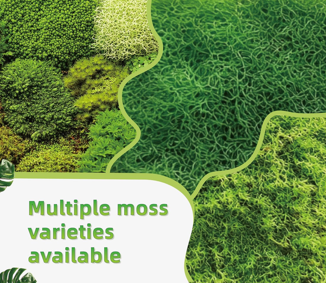 LUCKYRUNES Live Moss for Terrarium Bedding & Reptile Enclosures