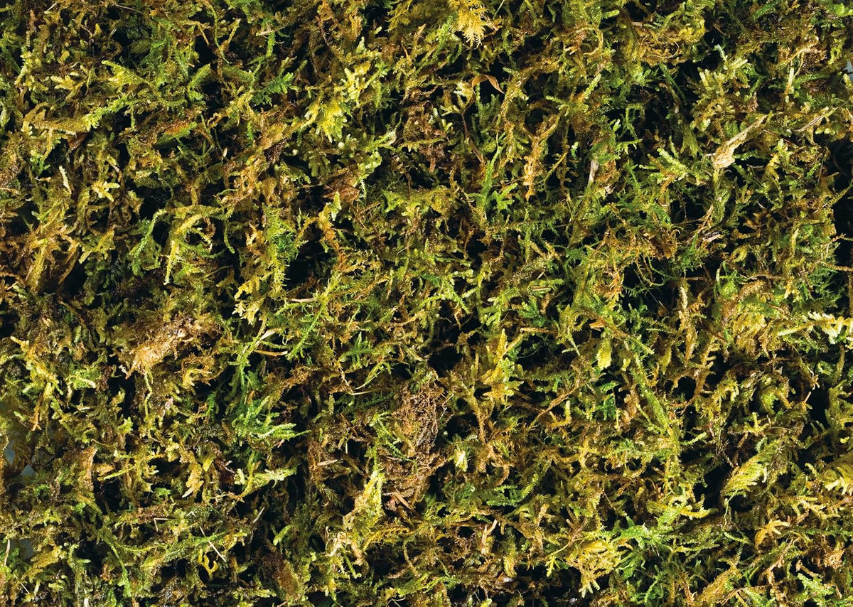 Exo Terra Forest Plume Moss, 7 Quarts, 2-Pack