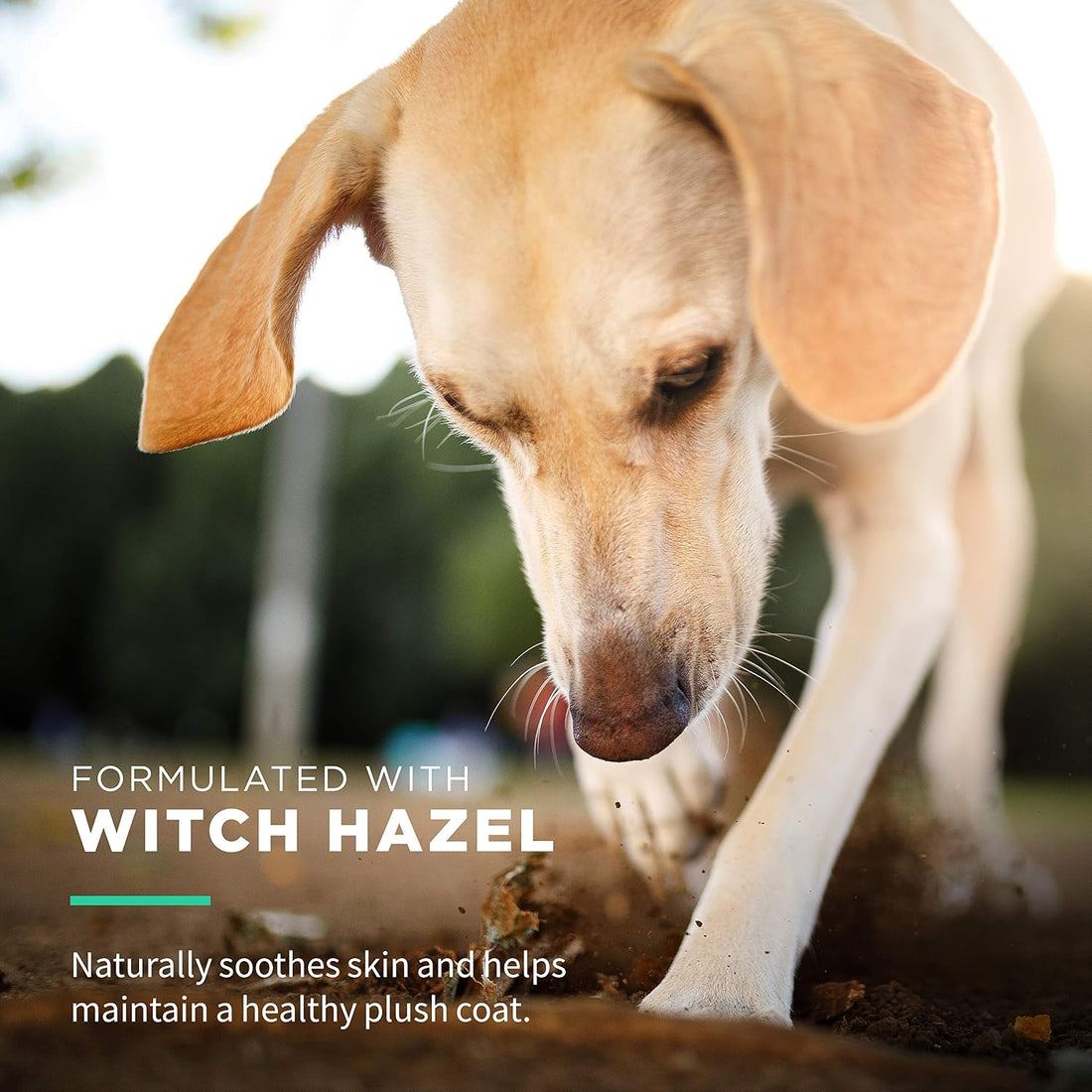 Wet Ones for Pets Extra Gentle Dog Wipes with Witch Hazel