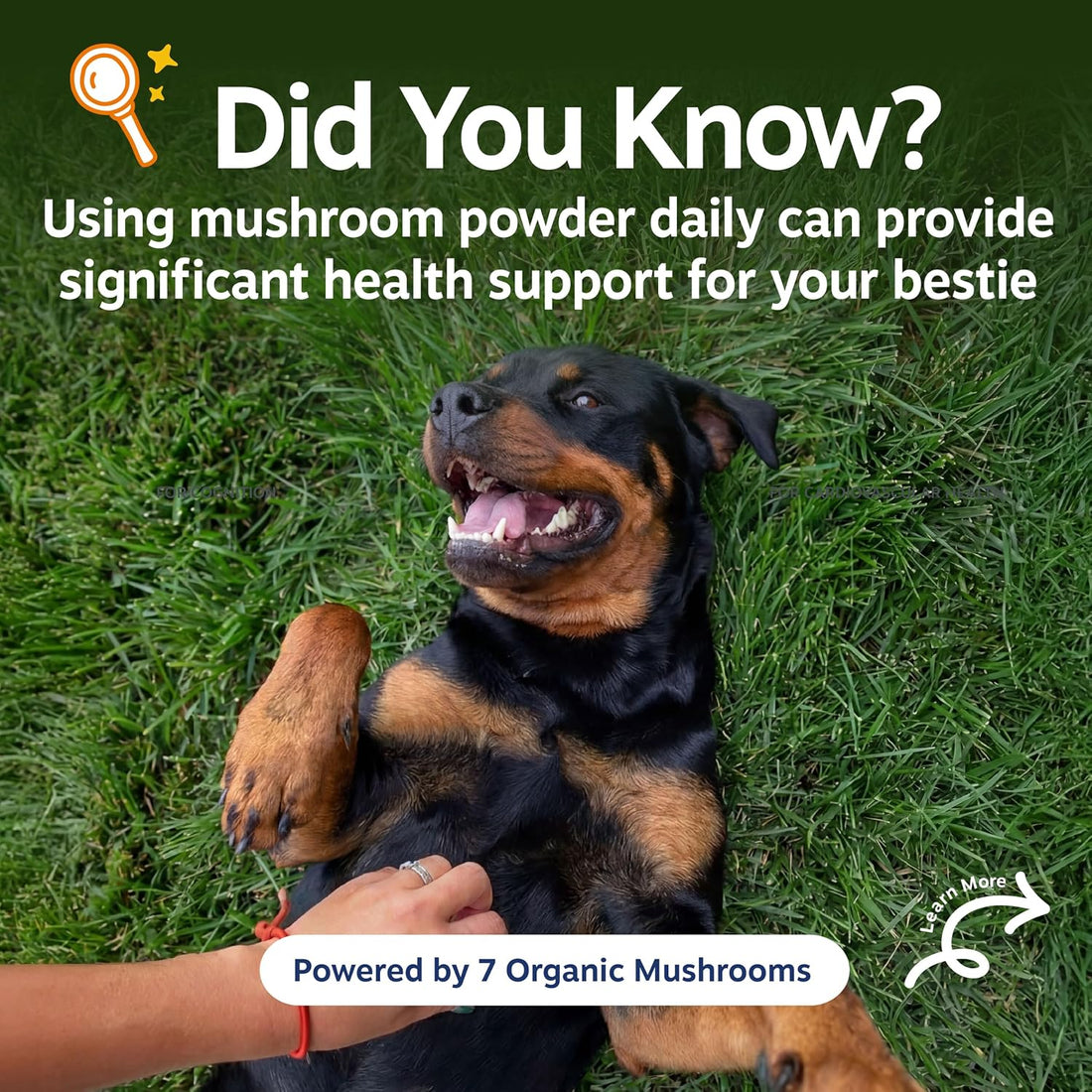 Zesty Paws Turkey Tail Mushroom for Dogs - Organic Mushroom Powder 60g