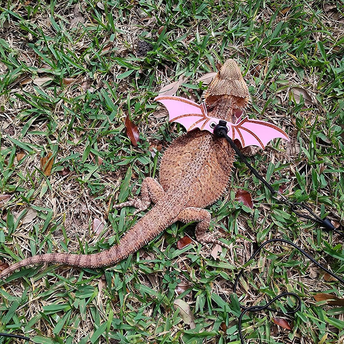 ADOGGYGO Pink Bearded Dragon Leash Harness, 3 Size Pack, Cool Bat Wing