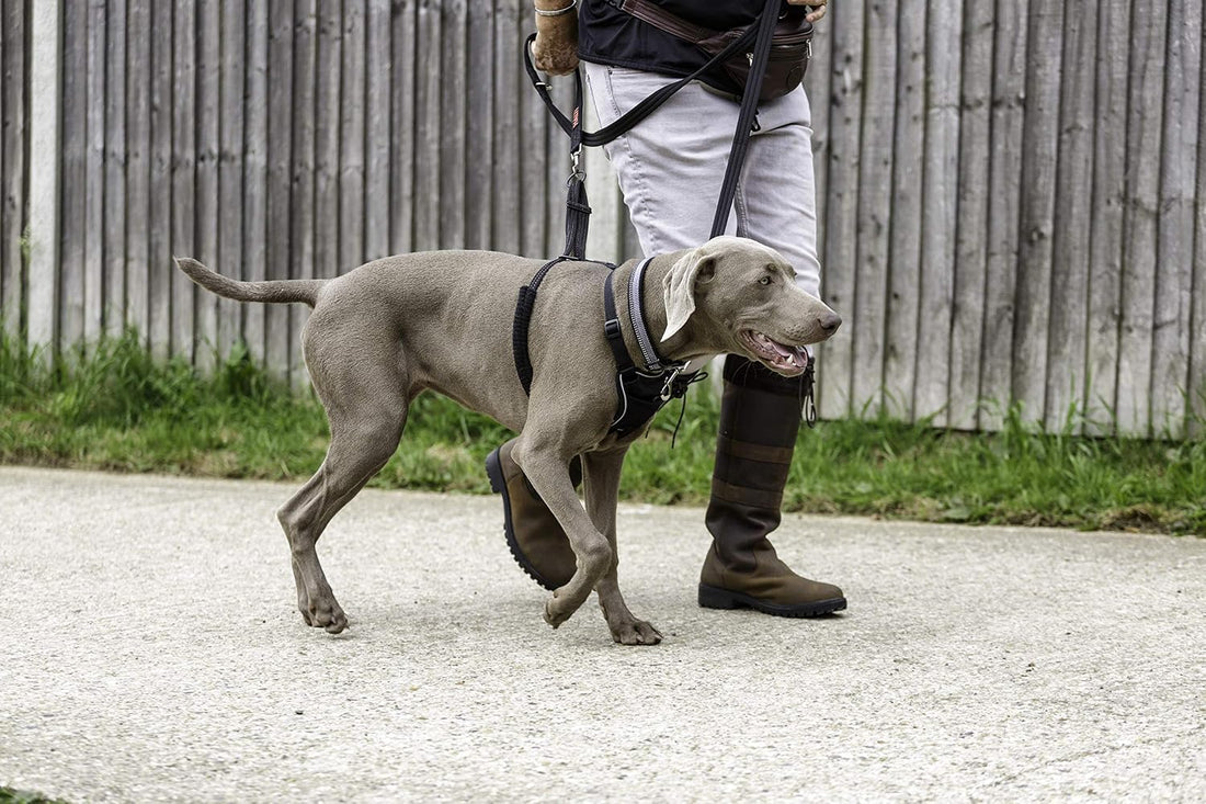Halti No Pull Dog Harness | Size L, Black