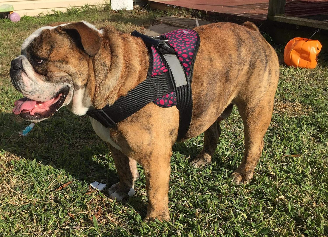 HDP Big Dog Soft No Pull Harness Size:Large Color:Black