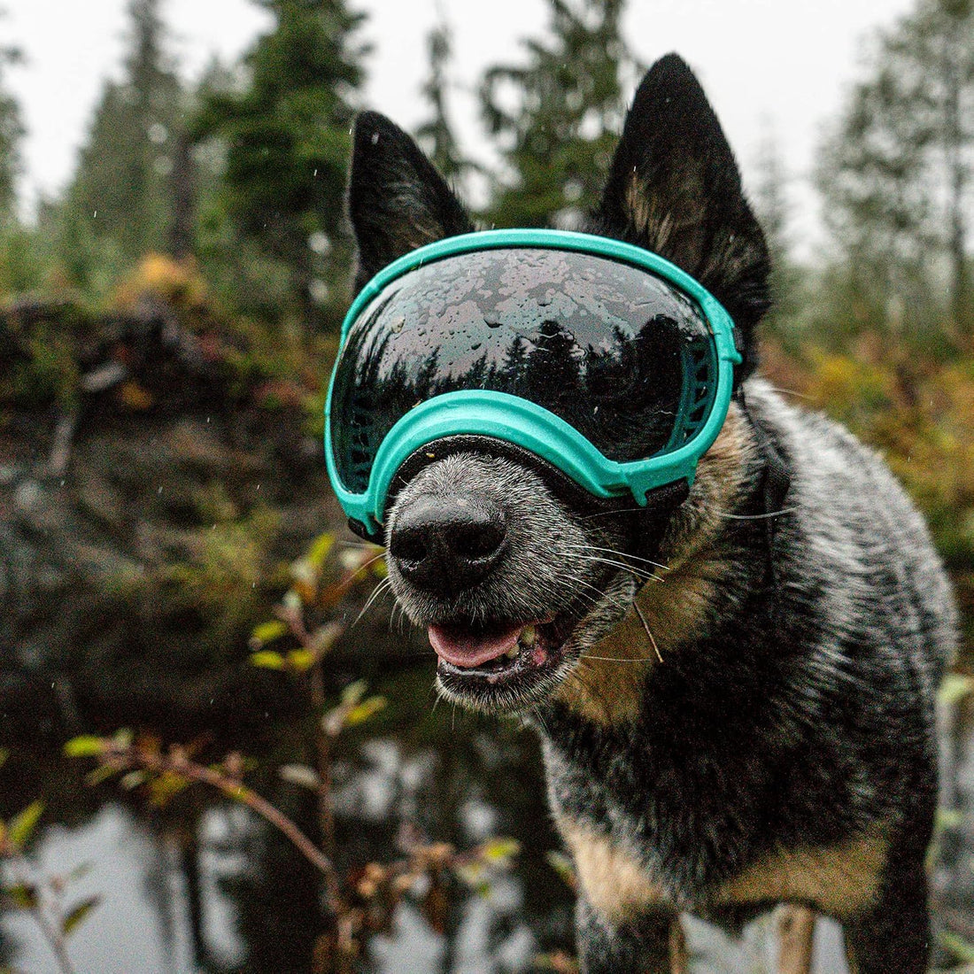 Rex Specs V2 Dog Goggles