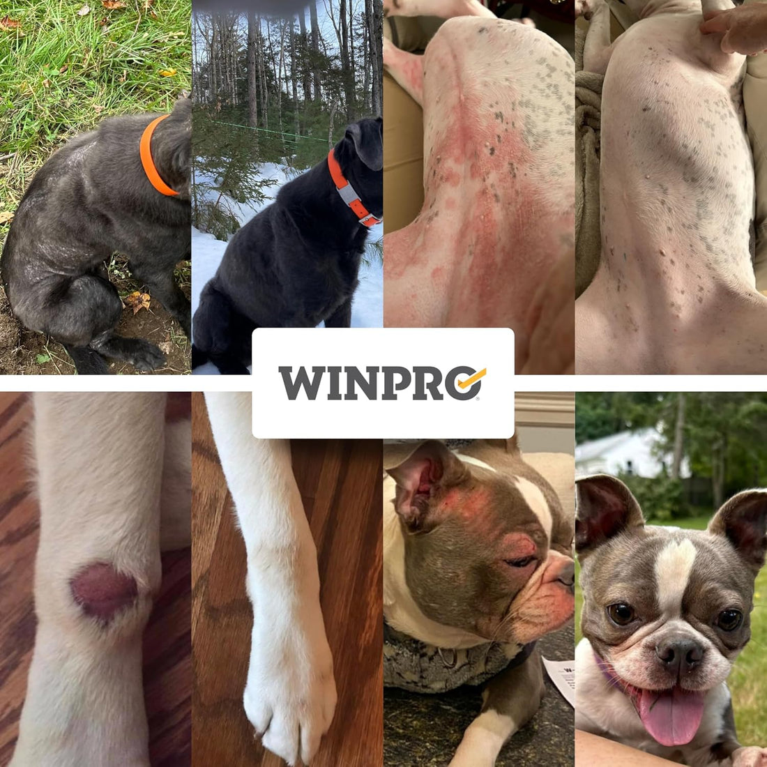WINPRO Allergy Chews – Plasma-Powered Formula for Dog Seasonal