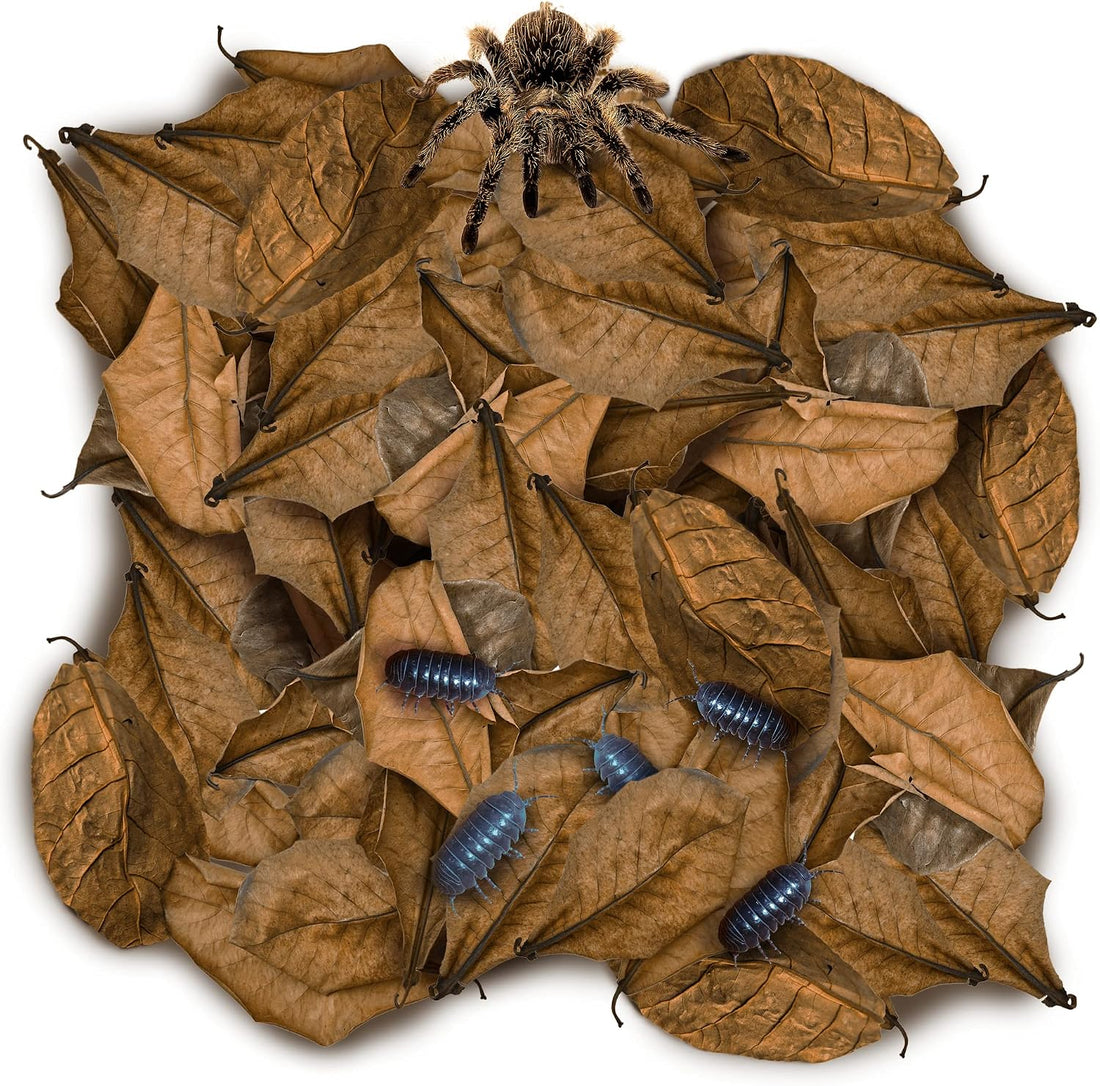 SunGrow 50 Pack Leaf Litter for Spider, Cricket & Isopod